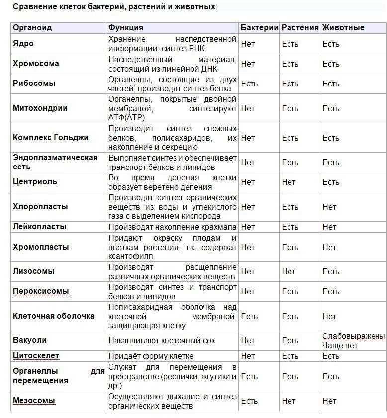 Сходства и различия животных и растительных клеток