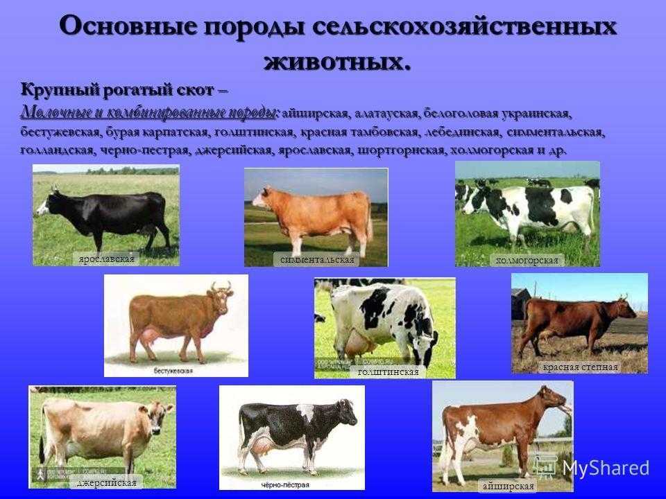 Породы сельскохозяйственных животных