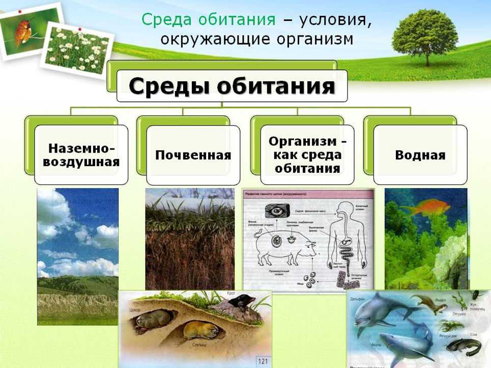 Сообщение о водорослях, живущих в экстремальных условиях- при низкой температуре среды, высоком давлении и др., биология