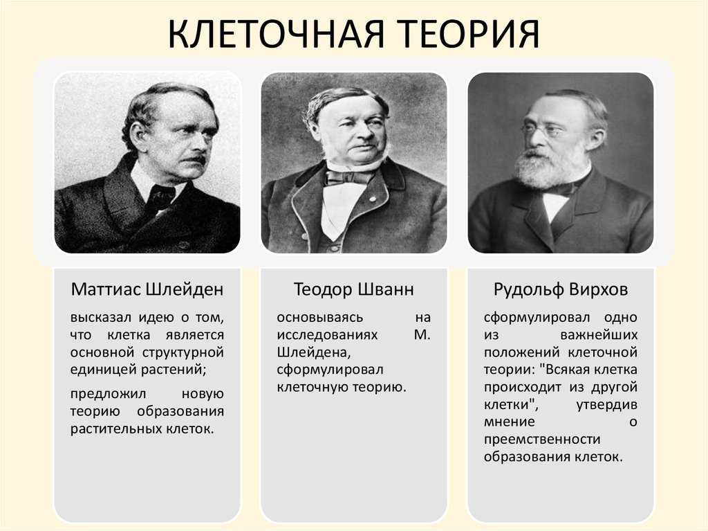 Урок 4: цитология - 100urokov.ru