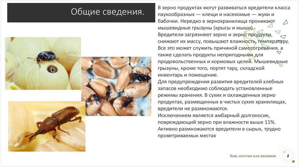 Кто такой амбарный клещ и как с ним бороться с вредителем?