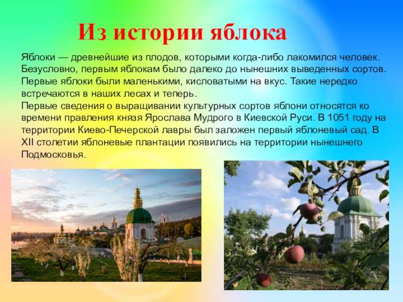 Яблоня: внешний вид, фото, особенности, интересные факты, среда обитания