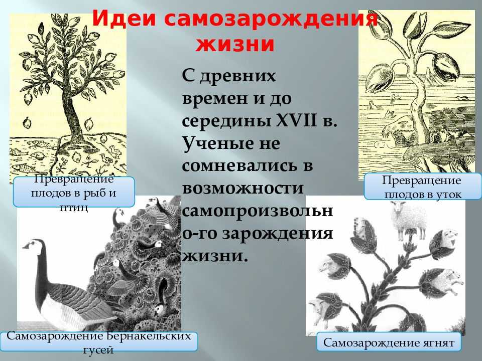 Появление жизни на земле, этапы развития, основные теории