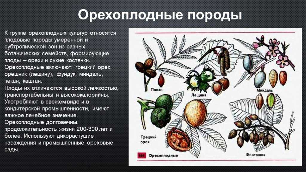 Орехоплодные культуры