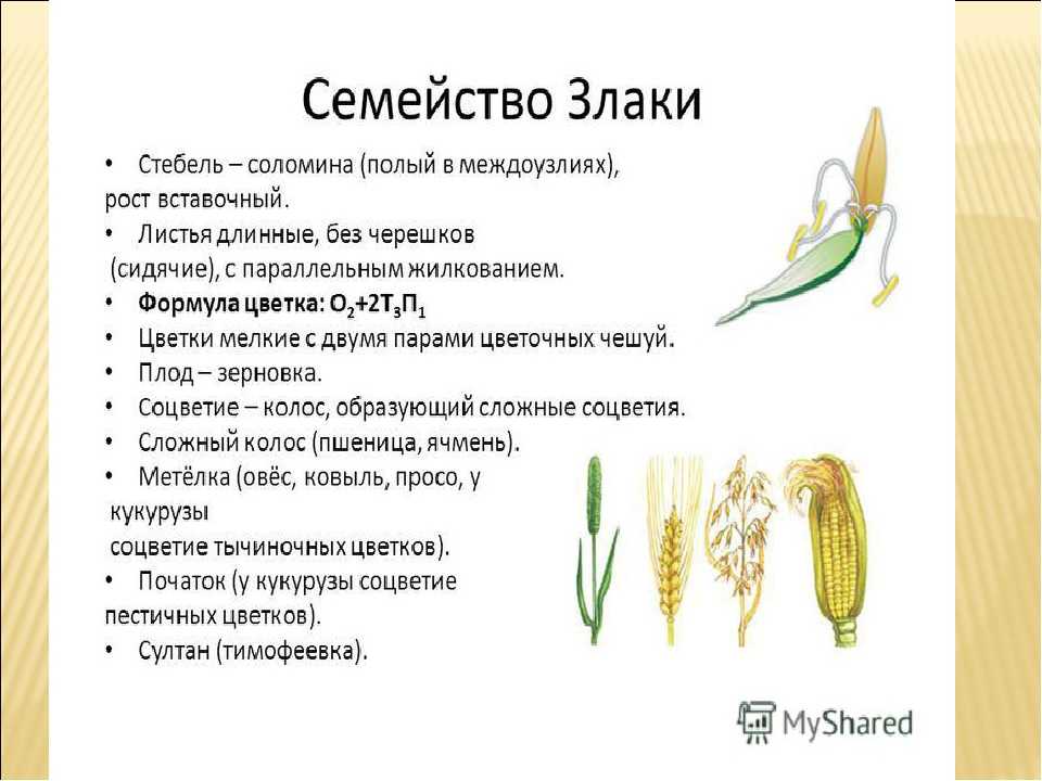 Виды озимых сидератов и сроки посева
