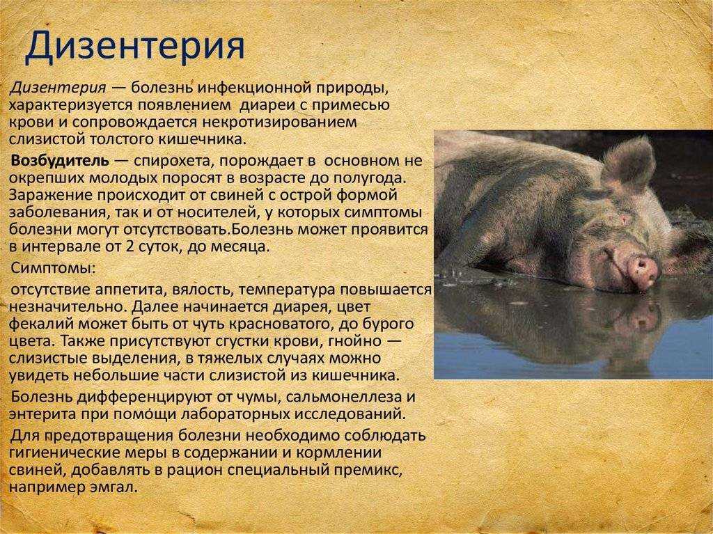 Дизентерия свиней возбудитель, лечение дизентерии свиней (фото)