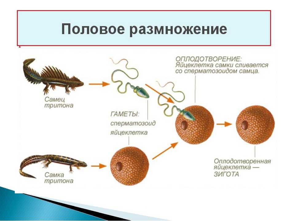 § 1. половое размножение у простейших [1980 карузина и.п. - учебное пособие по основам генетики]