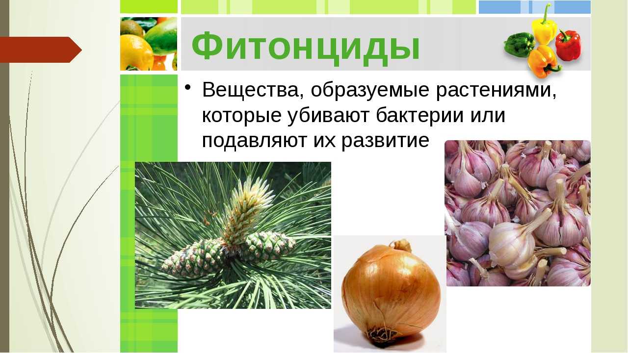 Фитоалексин
 - большая энциклопедия нефти и газа, статья, страница 3