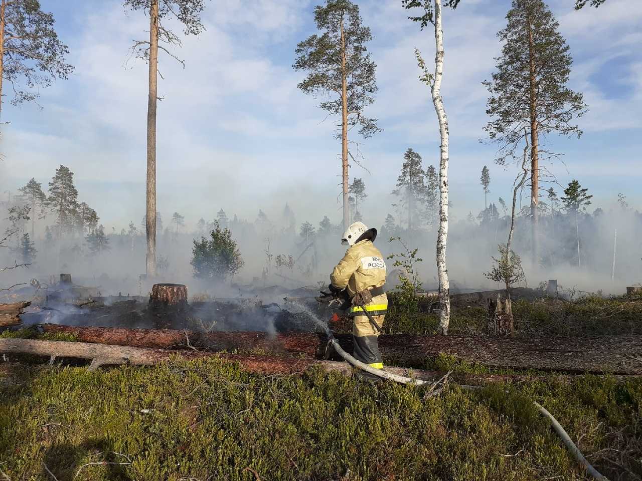 Функции леса в защите окружающей среды