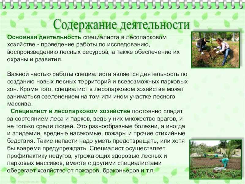 Что такое лесное и лесопарковое хозяйство