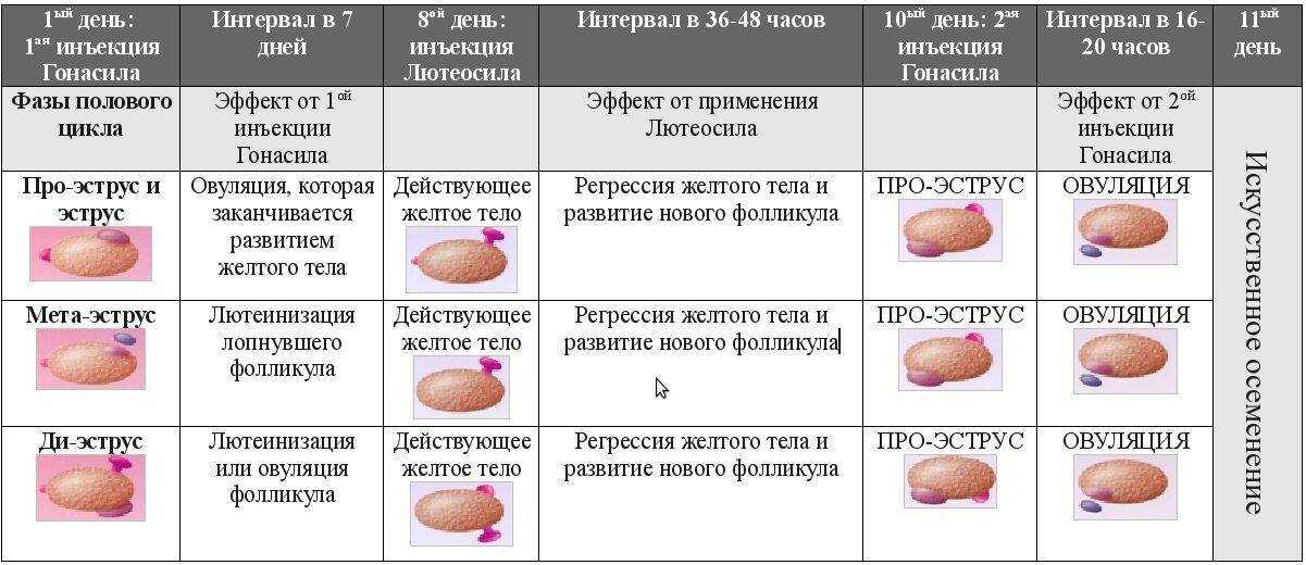 Половой цикл у самок домашних животных и его регуляция презентация, доклад, проект
