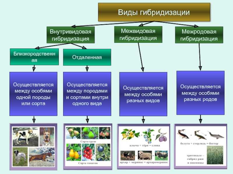 Гибридизация - метод, виды