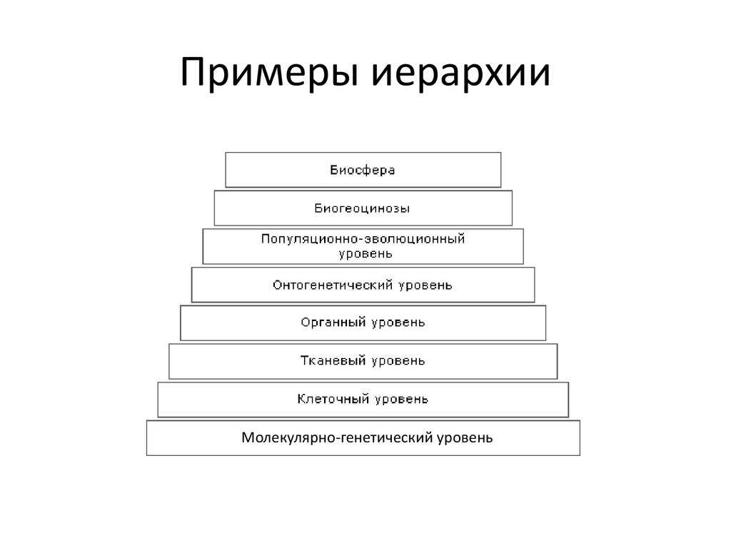 Иерархия  у  животных.