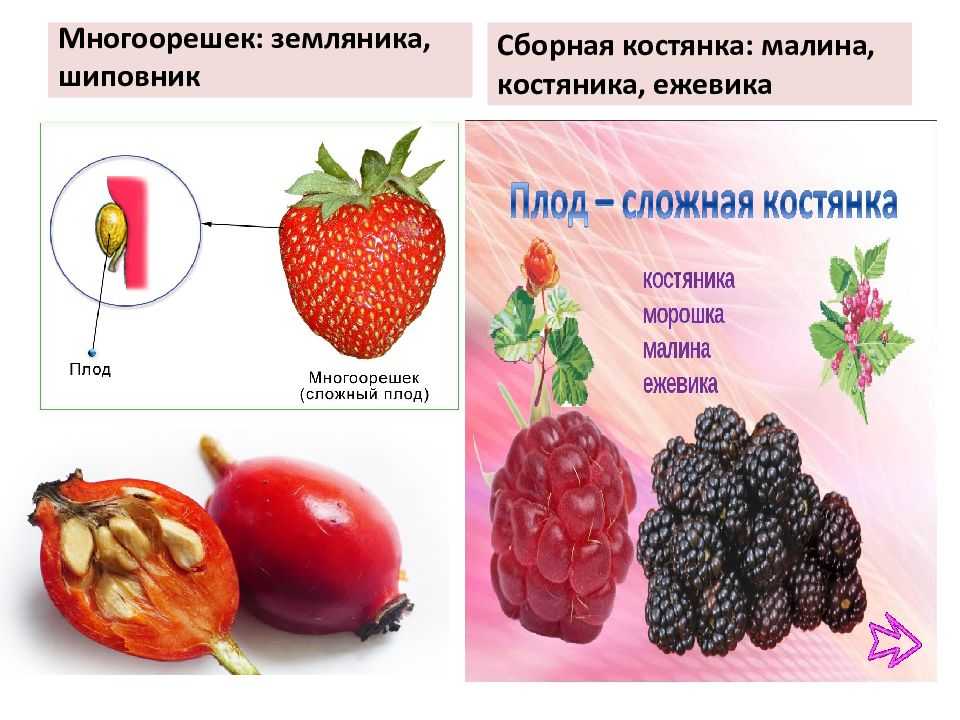 Шиповник: польза и вред для здоровья человека, противопоказания, способы употребления — секрет фирмы