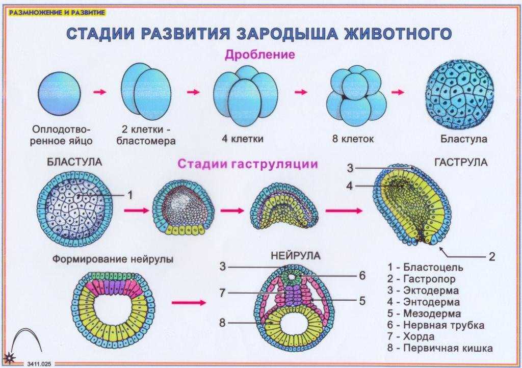 Спорогенез и
гаметогенез у растений - спорогенез и гаметогенез у растений - материалы - bionow.ru