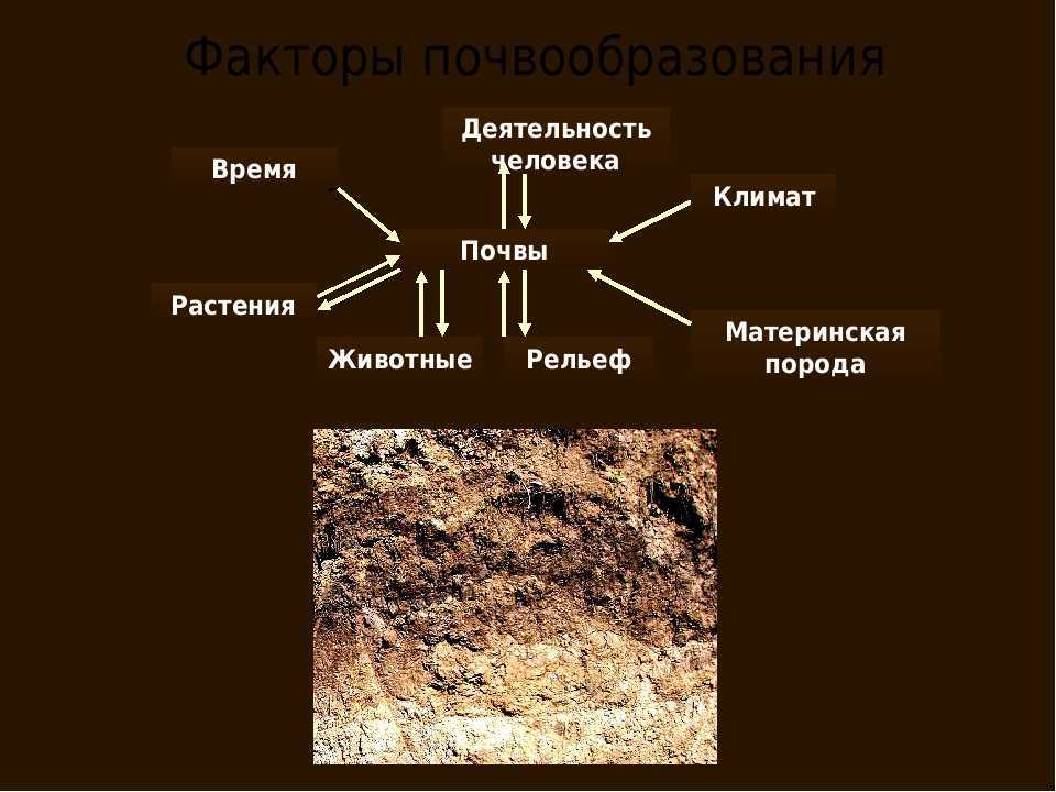 Рельеф как фактор почвообразования