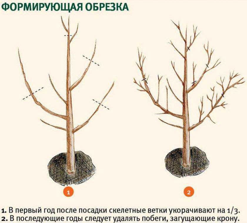 Когда и как правильно посадить саженец абрикоса осенью и весной