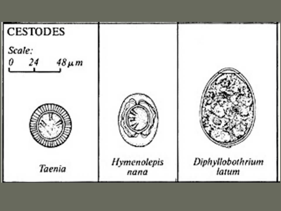 Цестодозы у людей и животных
