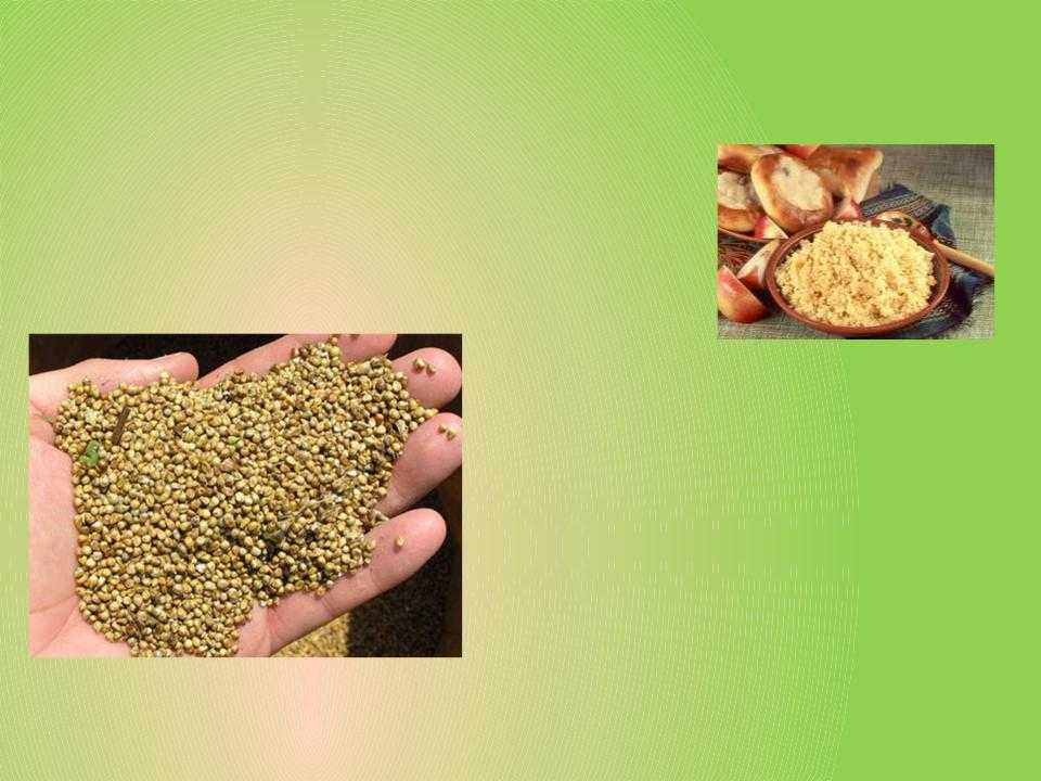 Эколого-биологические особенности проса (panicum miliaceum l.) и традиции его возделывания в центральной тыве