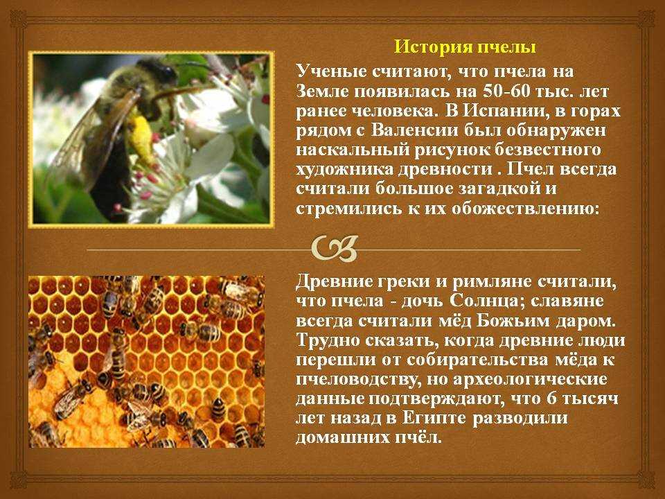 Одиночные пчелы и происхождение общественной жизни у насекомых | биология пчелиной семьи | сайт медовик