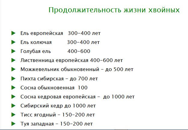 Как растут деревья: структура древесины, заболонь и ядро