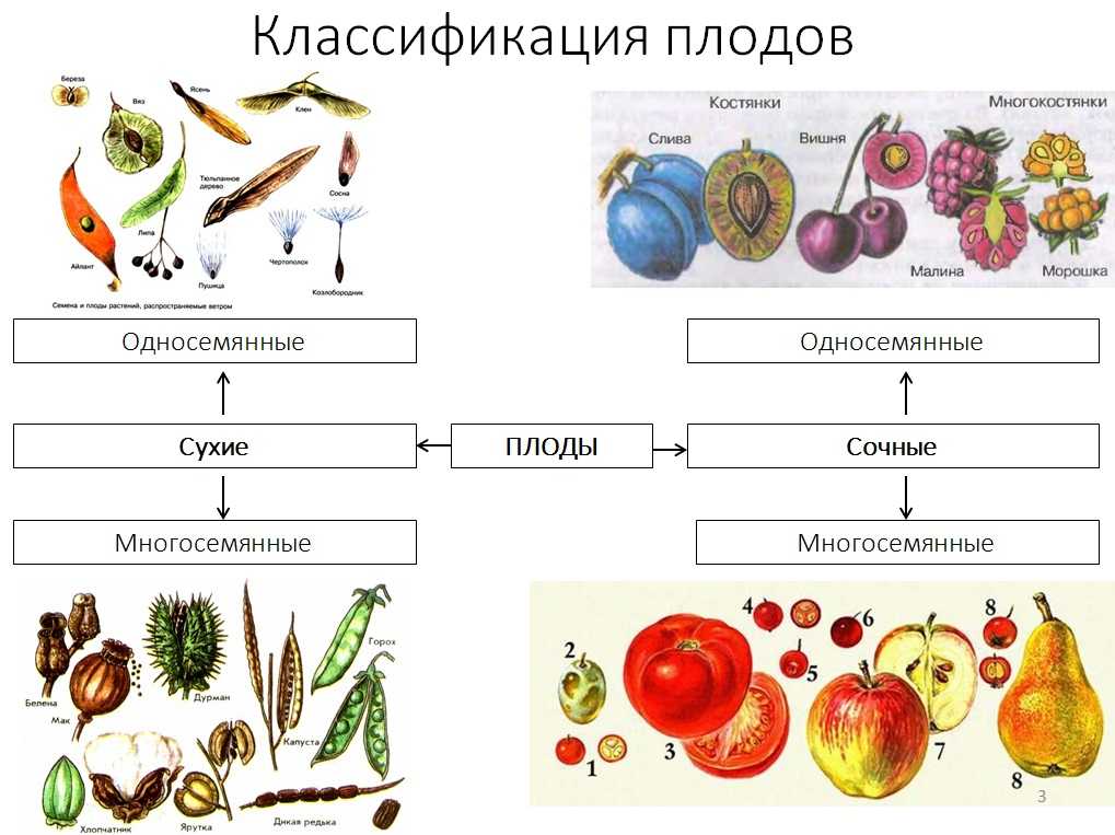 Приспособление растений к распространению семян. курсовая работа (т). биология. 2015-06-27