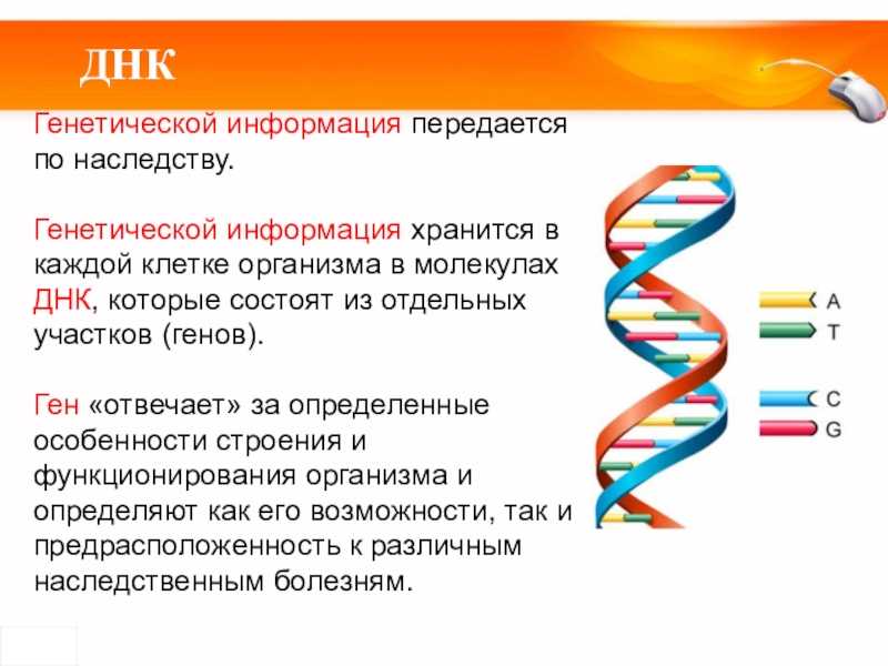 Клеточная теория шванна и шлейдена – открытие клетки в строении организмов, значение создания