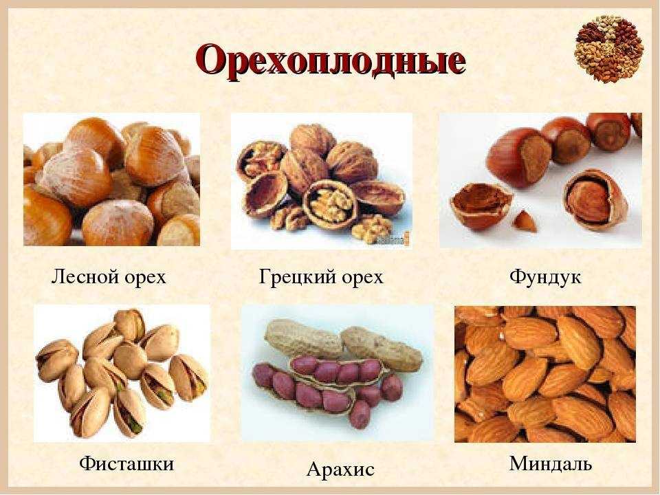 Виды орехов — 37 названий с фото и описанием