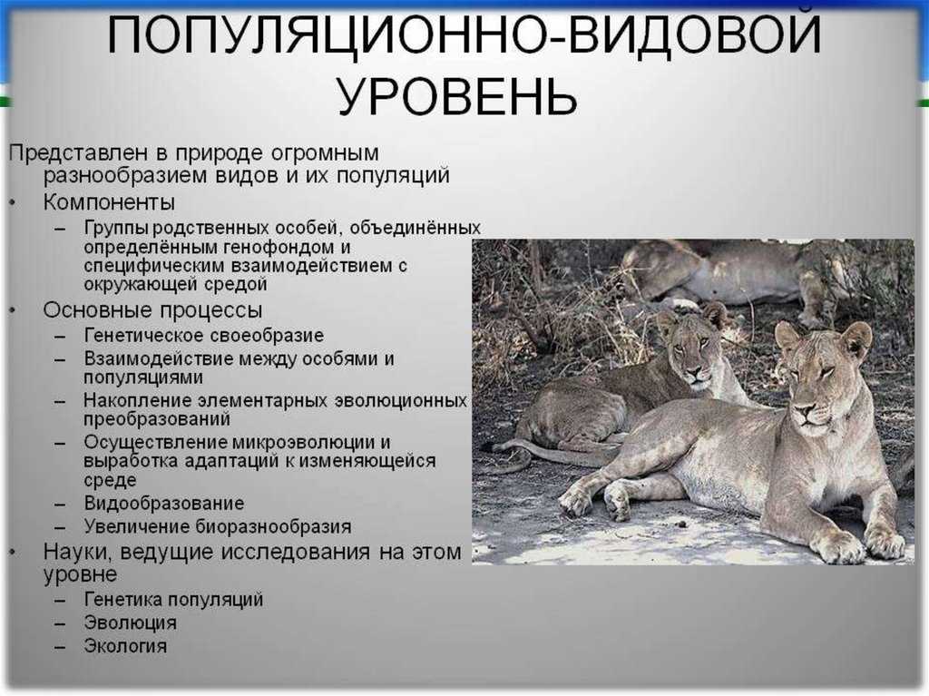 Соотношение онтогенеза и филогенеза. основные направления эволюции онтогенеза. реферат. биология. 2015-10-26