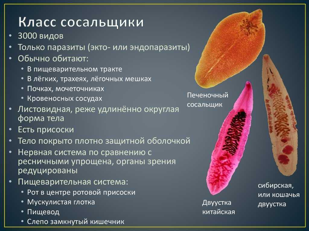 Паразитология и инвазионные болезни животных акбаев м.ш. ред.