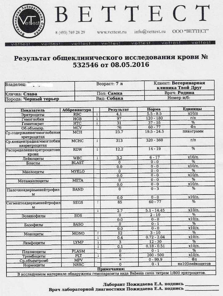 Бабезиоз. причины, симптомы и лечение!
