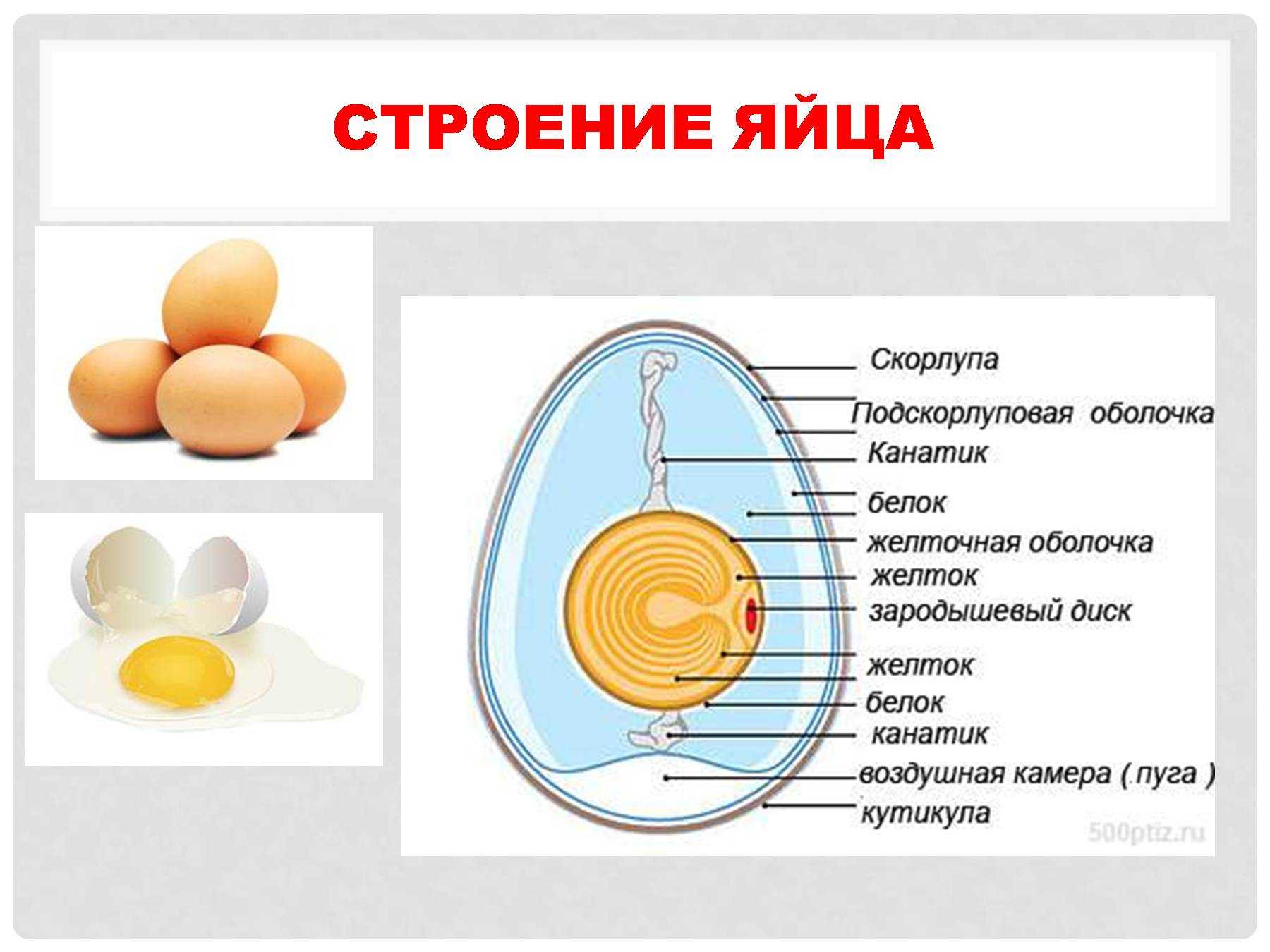 Почему яйцо страуса состоит из одной клетки