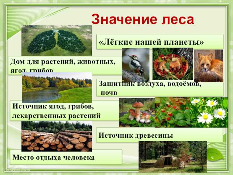 Биологические ресурсы