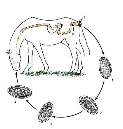 Стронгилоидозы лошадей. болезни лошадей