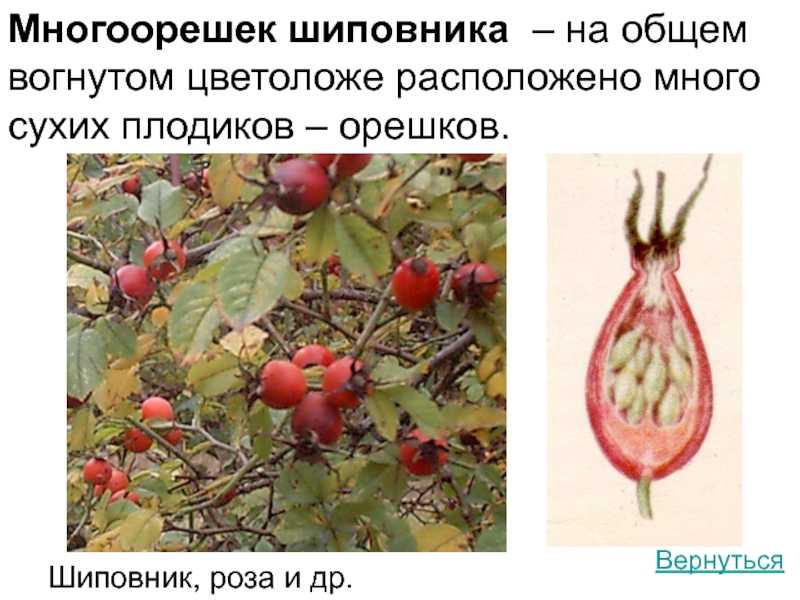 Шиповник польза и вред для здоровья организма человека
