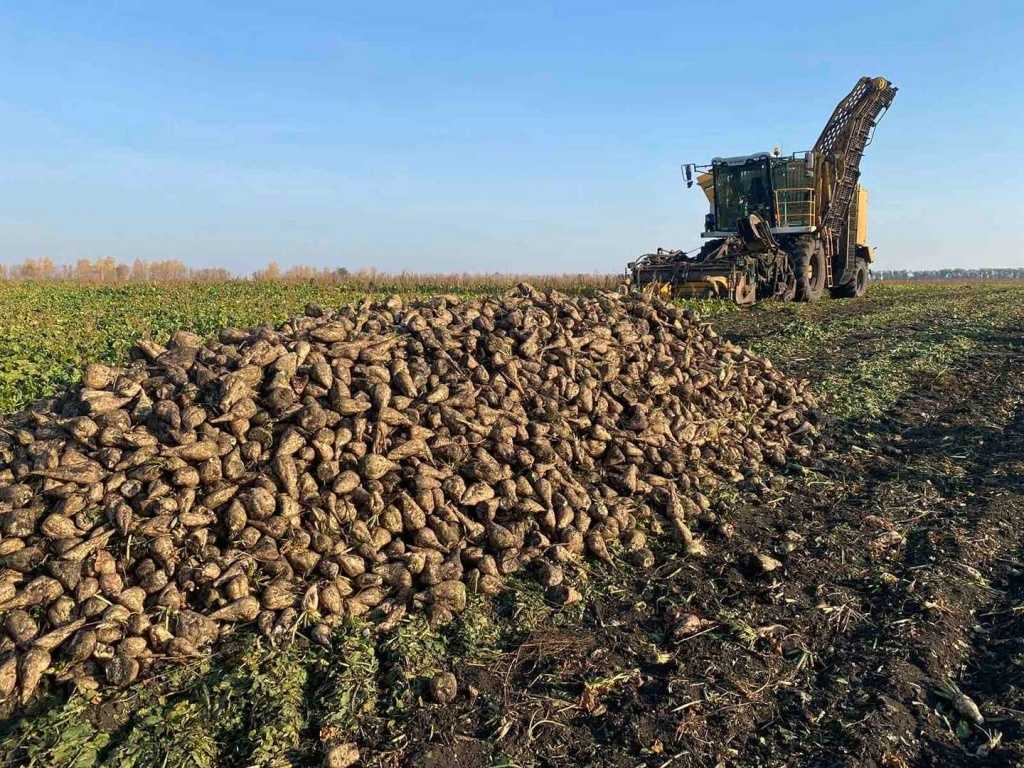 Выращивание сахарной свеклы. как вырастить сахарную свеклу | огородник