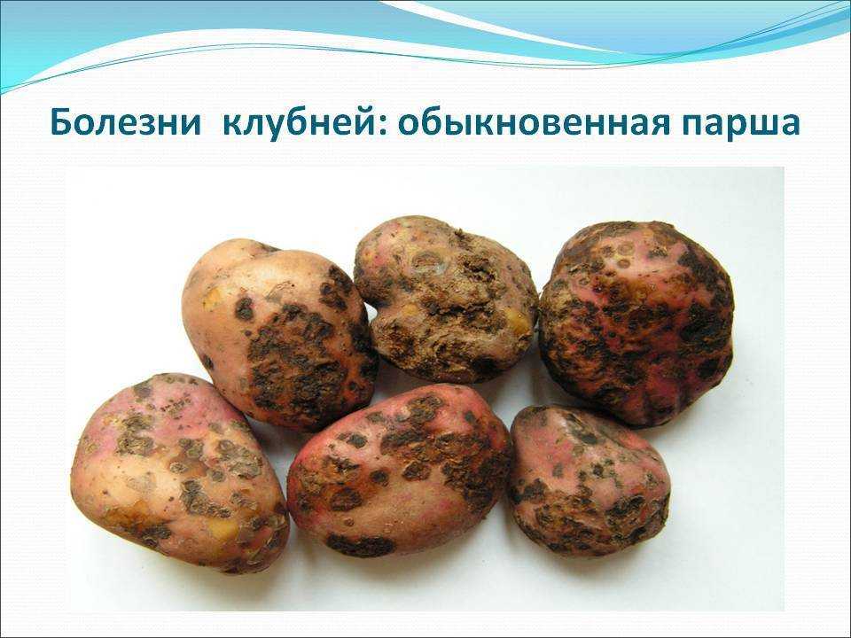 Альтернариоз картофеля: описание, фото, меры борьбы, профилактика