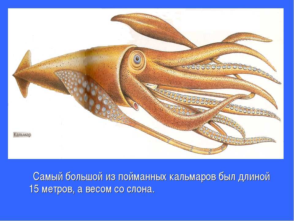 Гигантский кальмар: описание, где обитает, чем питается, сколько живет