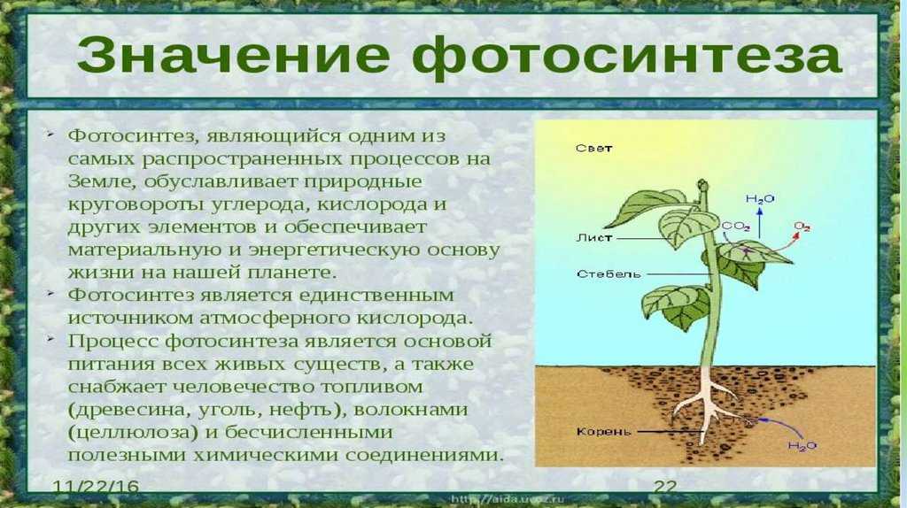 Искусственное освещение для растений - вся правда которую нужно знать. фитолампы, спектр и время освещения.