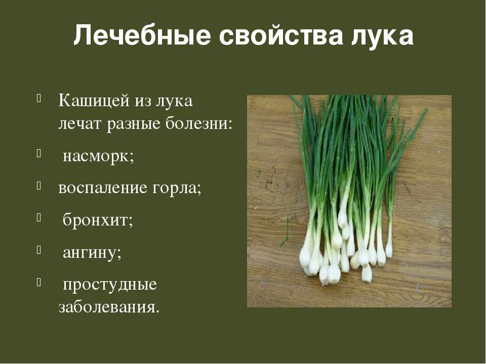 Луковые овощные культуры. технология выращивания