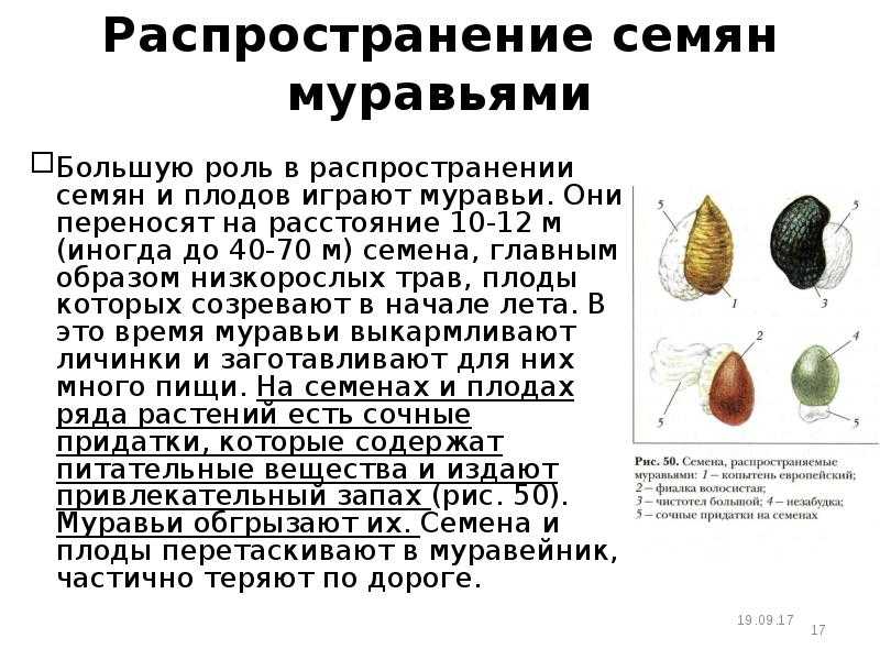 Мирмекохория - frwiki.wiki