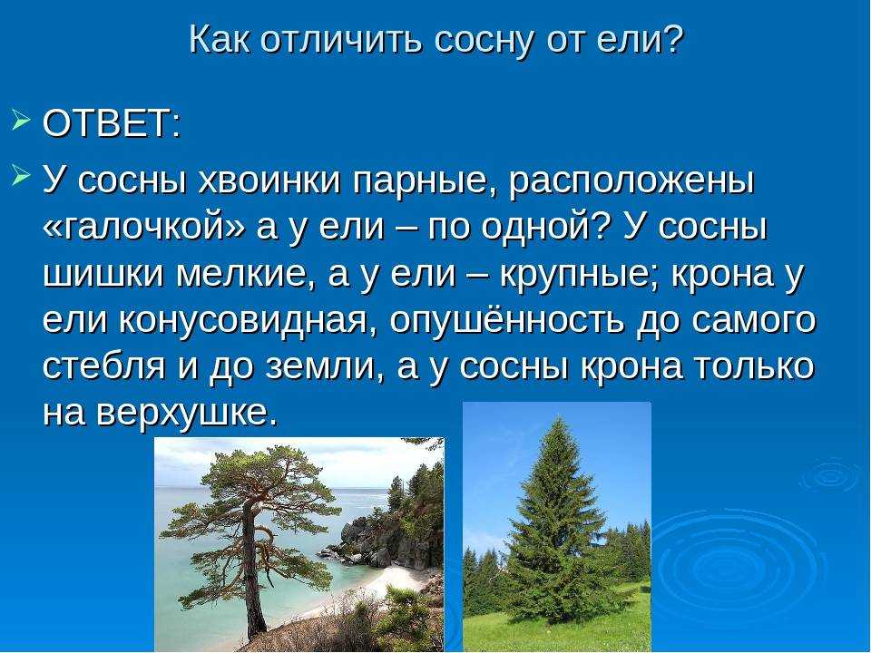 Корневая система сосны: особенности, болезни и вредители, уход