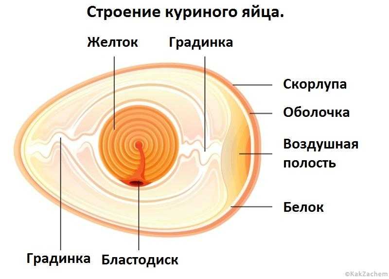 Серые яйца: фото и названия птиц, откладывающих их