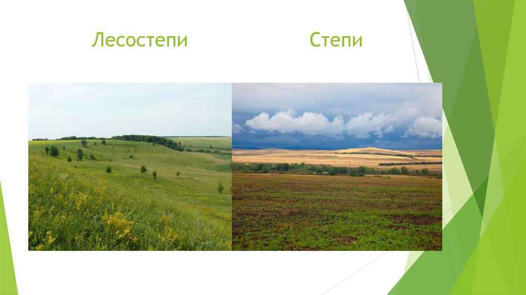 Безлесные природные зоны россии