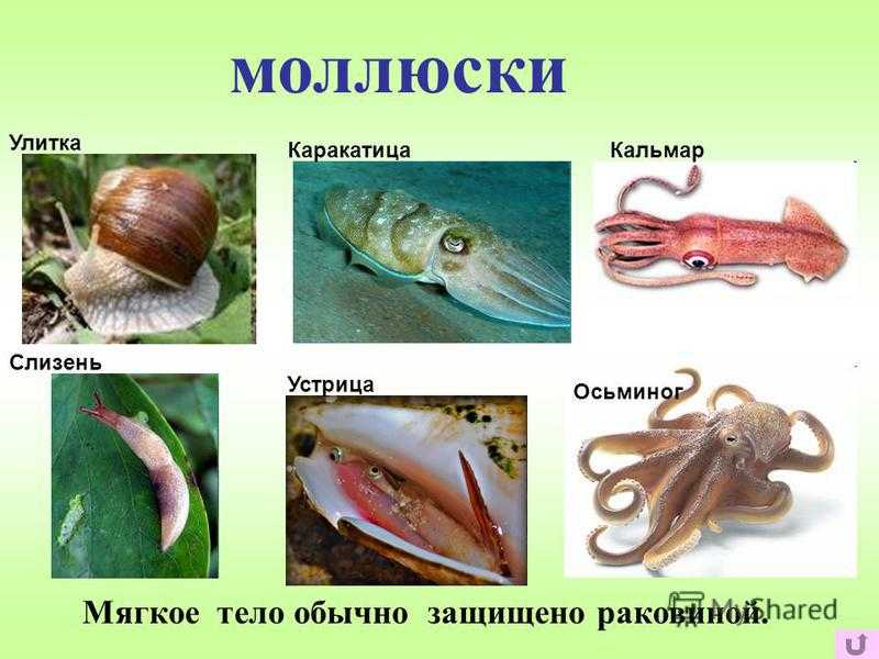 Гигантский кальмар | животный мир вики | fandom