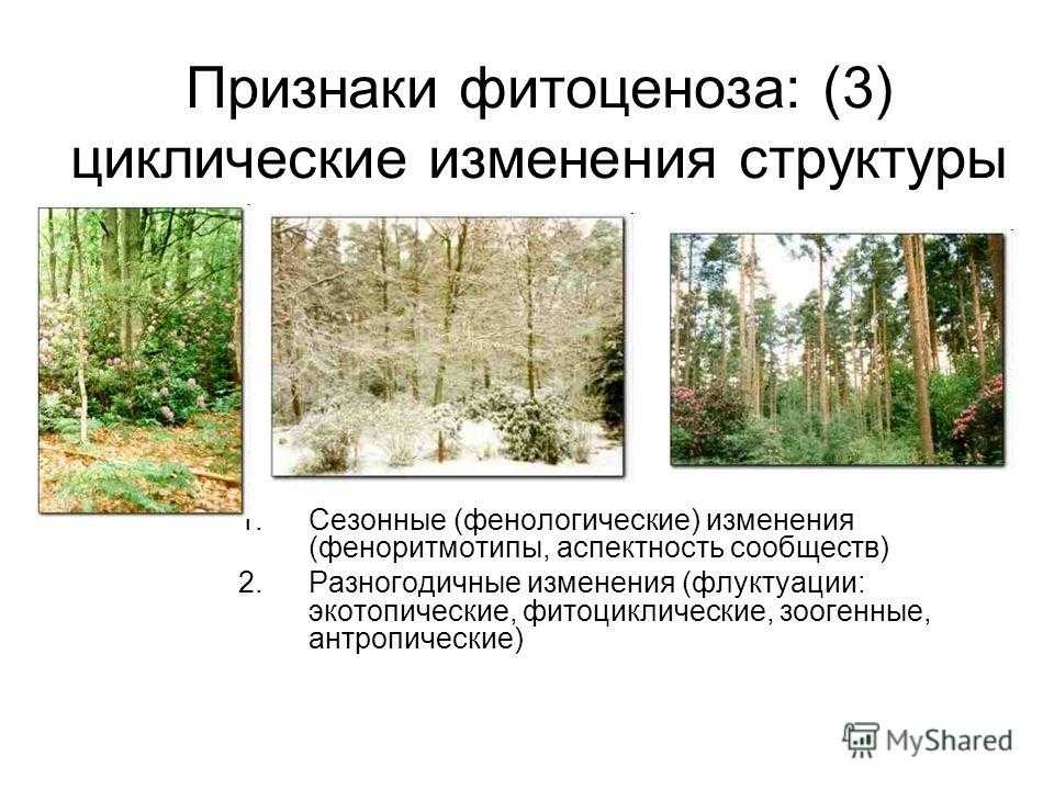 Основные параметры фитоценоза - основы фитоценологии - основы фитоценологии и географии растений - т. п. ларькина - 2017