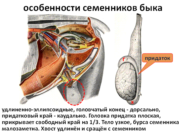 Анатомо-топографические данные боковой грудной стенки животных. анатомия домашних животных - акаевский а.и нервы грудной полости