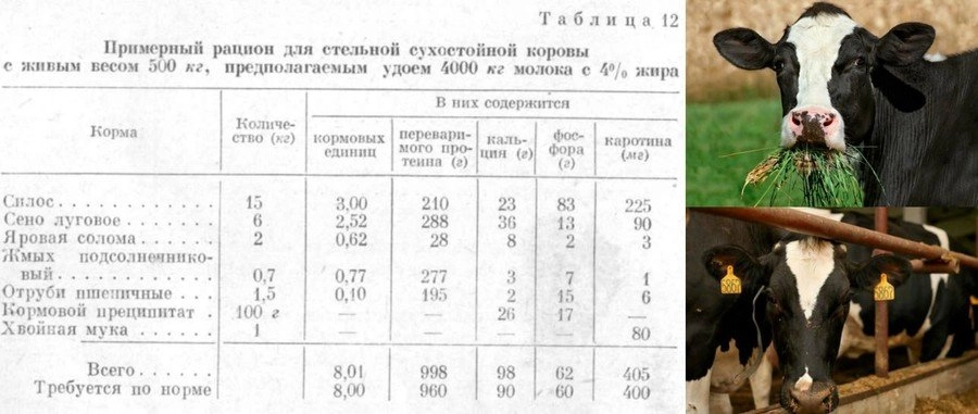 Система нормированного кормления стельных сухостойных коров в зимний период. курсовая работа (т). сельское хозяйство. 2015-07-01