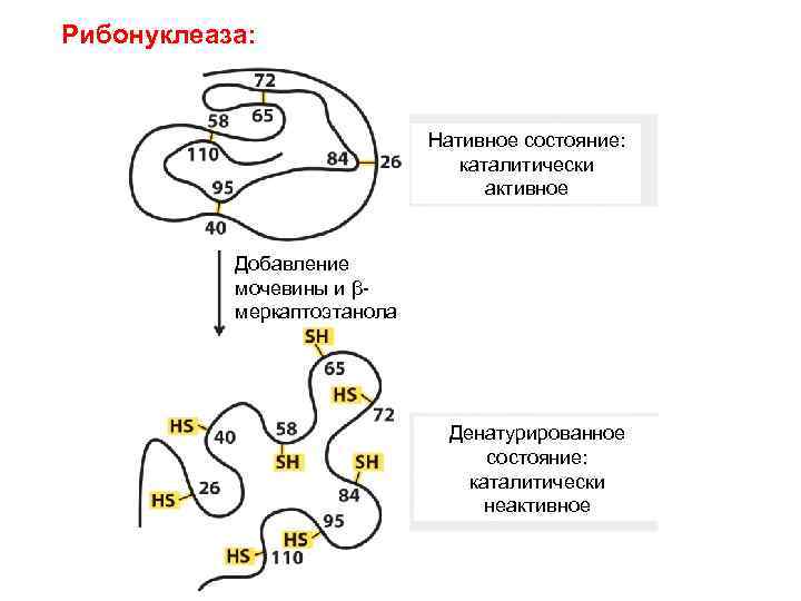 Рибонуклеаза - ribonuclease