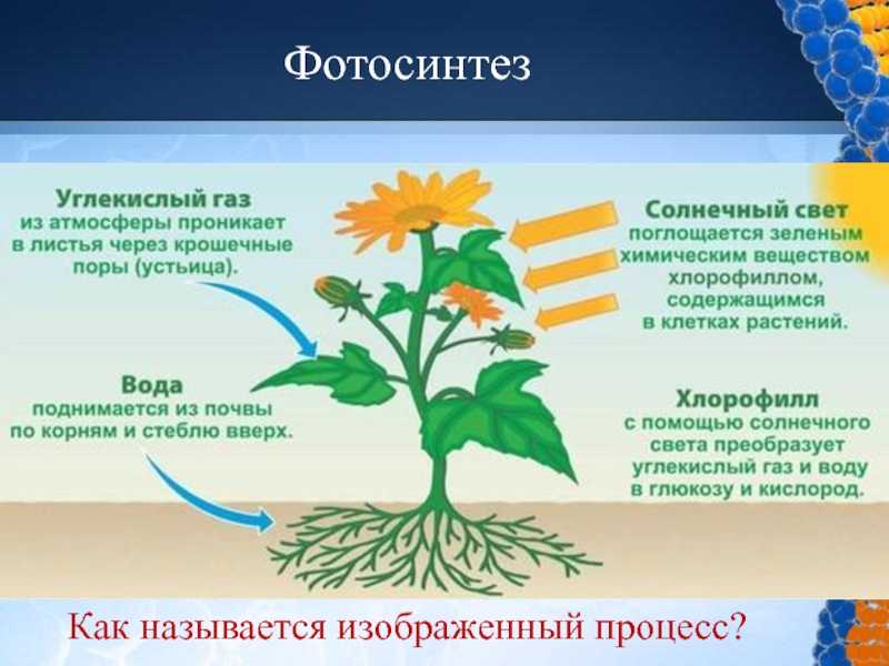 Фотосинтез растений в теплицах